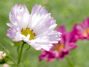 White Cosmos